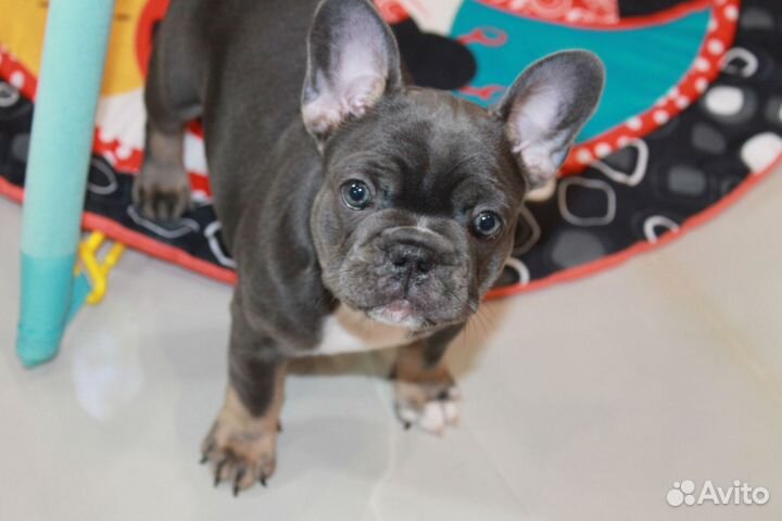 Французский бульдог