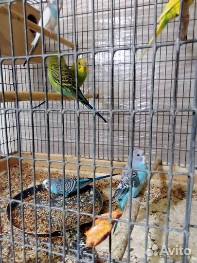 Волнистые попугаи