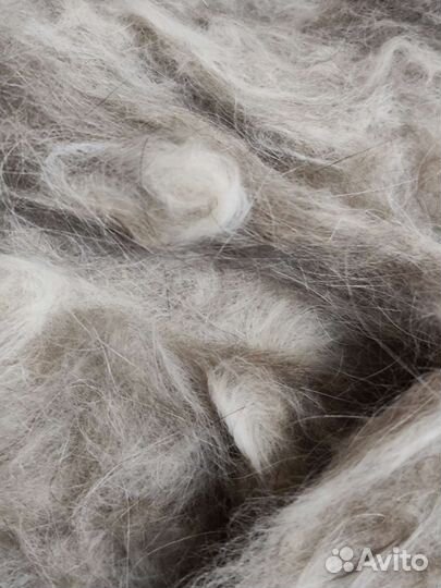 Пух балинезийского кота