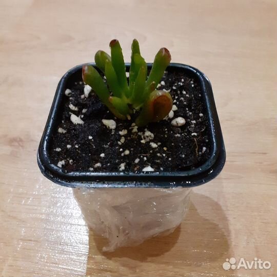 Крассула коралл