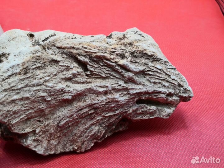 Окаменелости дна моря. Р.Аложа