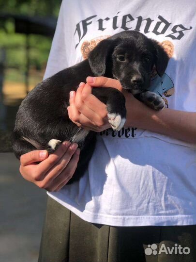 Щенки без породы