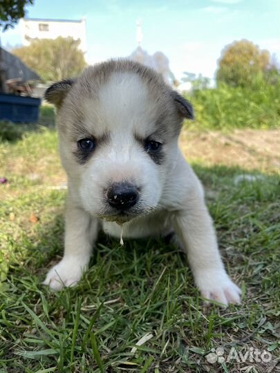 Щенки сибирской хаски