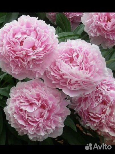 Пион Сара бернар вся коллекция