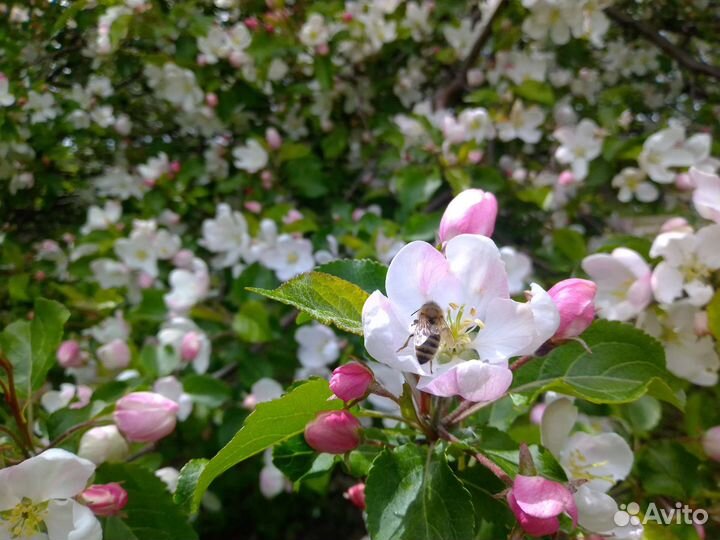 Продам прополис пчелиный, мёд
