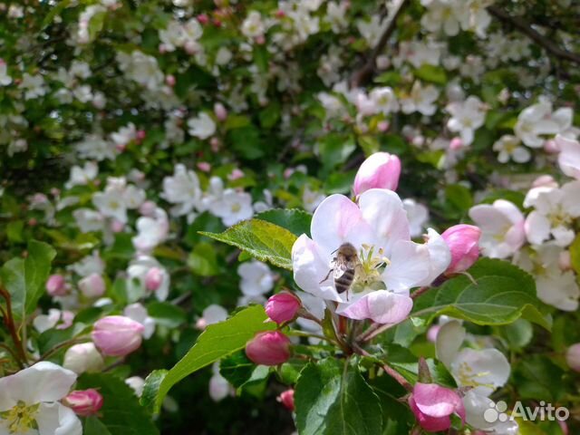 Продам прополис пчелиный, мёд