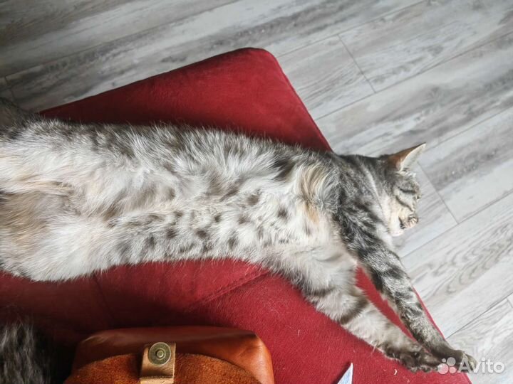 Британские короткошерстные