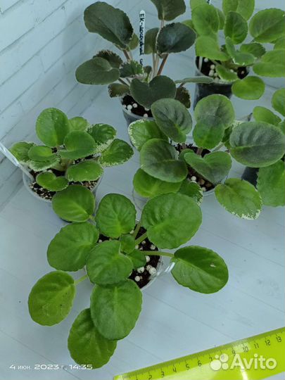 Фиалки набор