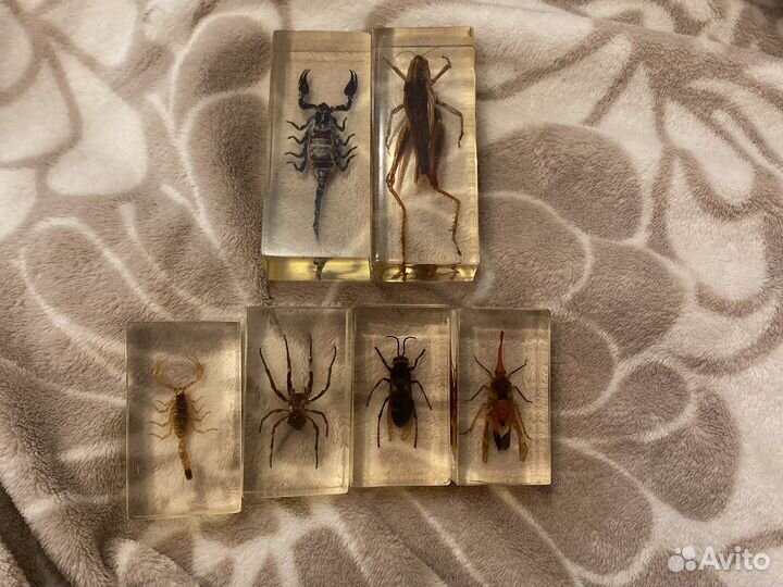 Коллекционные жуки