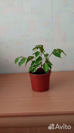 Фикус бенджамина