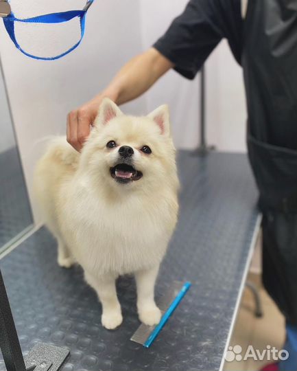 Грумер. Стрижка собак и кошек