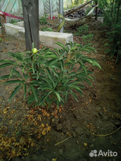 Пион Марьин корень