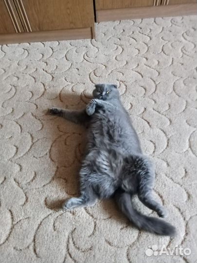 Вязка кошек