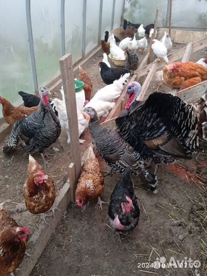 Индюки семья