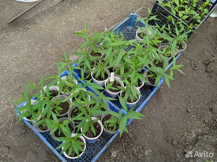 Продам саженцы персика сорт 