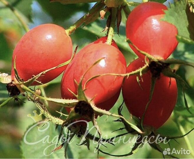 Шиповник, шиповник сушеный, 1кг, Таджикистан