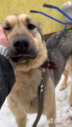 Нежная собака ищ приюта