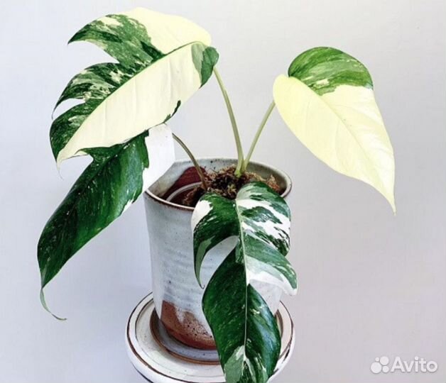 Вьющиеся эпипремнумы и сциндапсусы