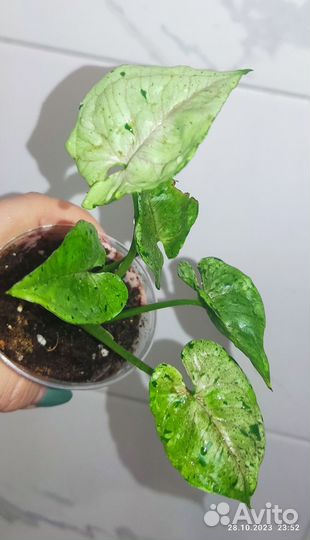 Сингониумы разные