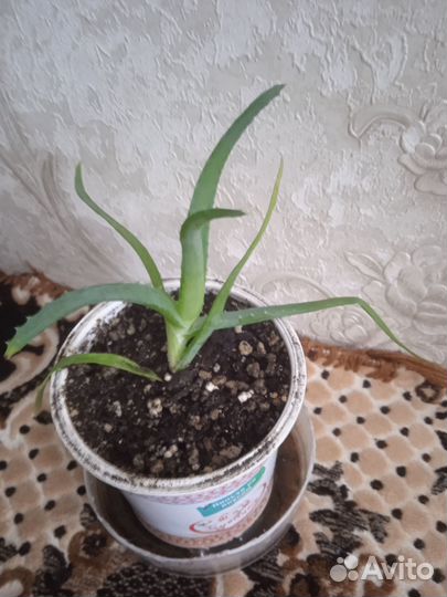 Спатифиллум