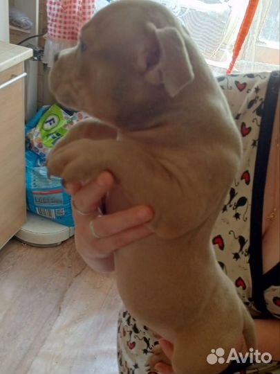 Амбулли покет