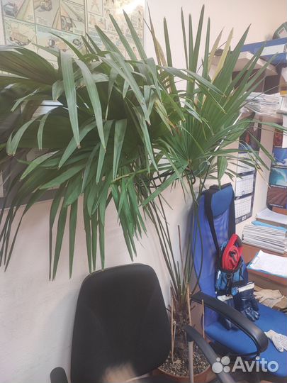 Трахикарпус Форчуна