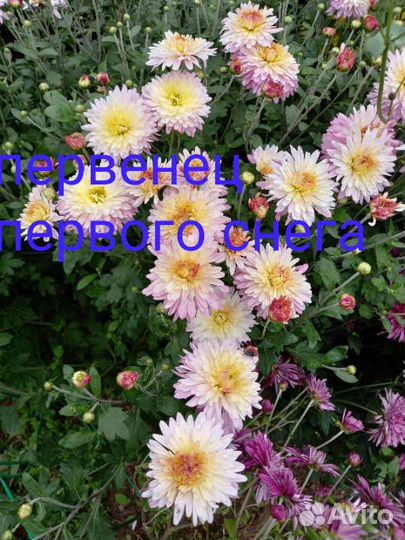 Хризантемы