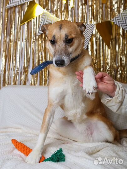 Бывшедомашняя Шейла мечтает обрести дом