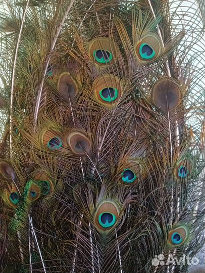 Павлиньи перья