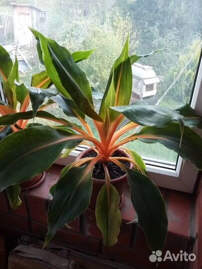 Хлорофитум оранжевый