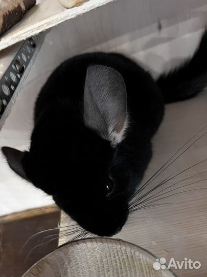 Шиншилла Черный жемчуг