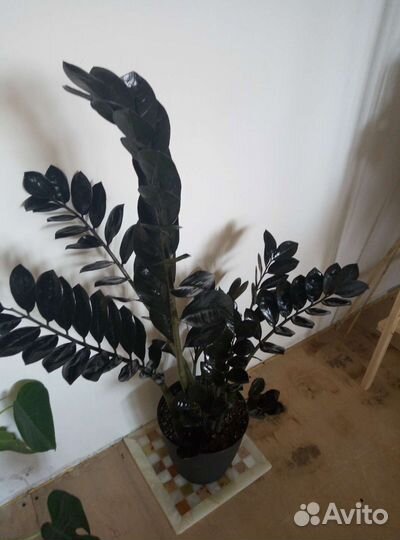 Замиокулькас black