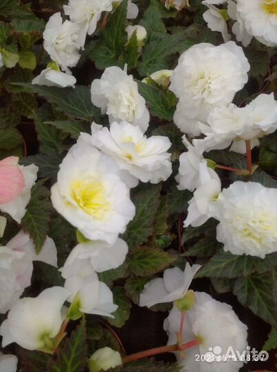 Рассада цветов