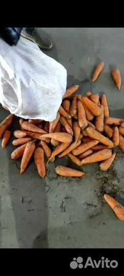 Продам морковь