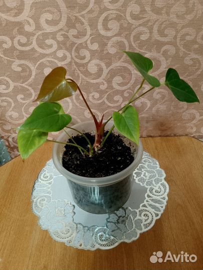 Антуриум белый