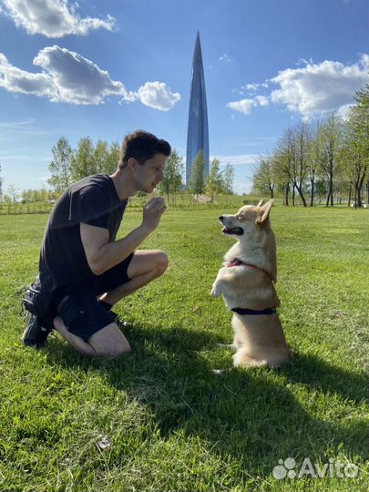 Коррекция поведения,воспитание,дрессировка,кинолог