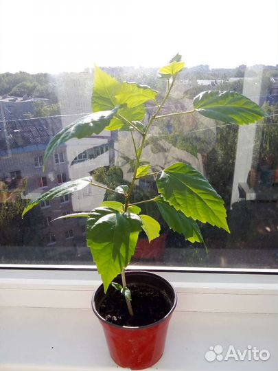 Гибискус. Китайская роза