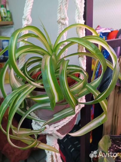 Хлорофитум кудрявый