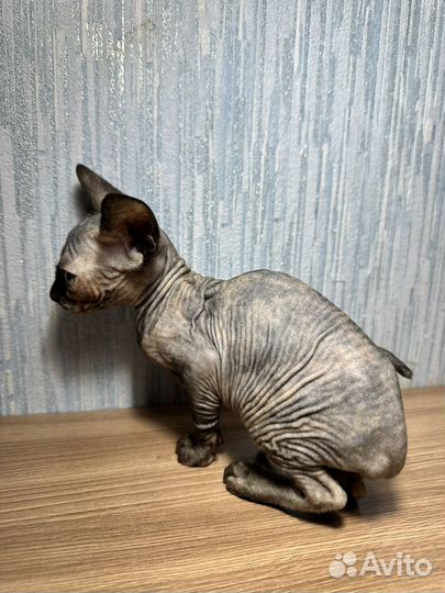 Канадский сфинкс