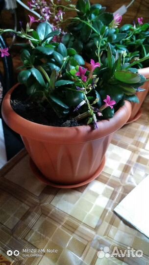 Каланхоэ Розовый и Лиана Сциндапсус