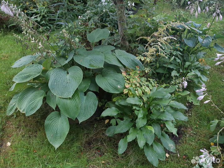 Декоративнолиственные растения. Хосты