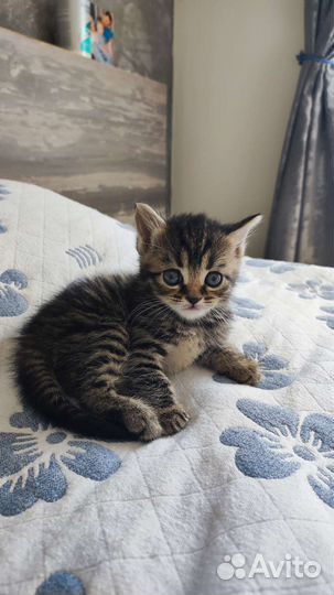 Кошка в дар бесплатно