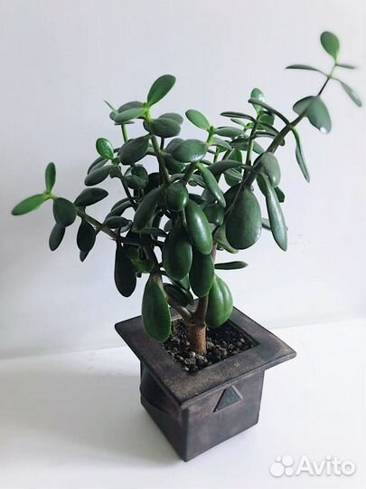 Денежное дерево