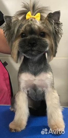 Груминг стрижка собак