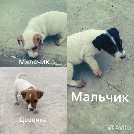 Щенки джек Рассел терьер