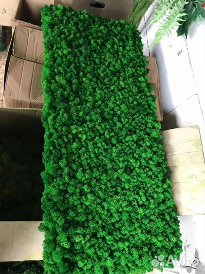 Стабилизированный мох 1 кг от производителя