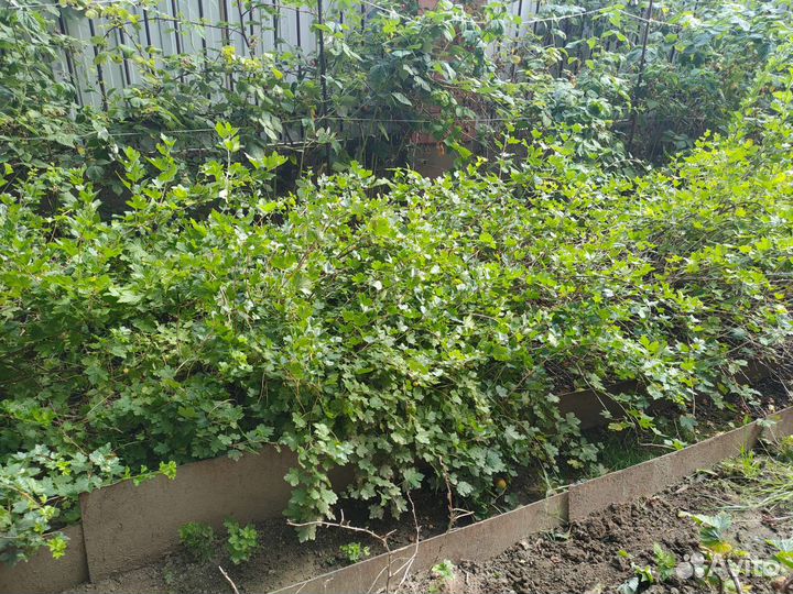 Кусты красного и зелёного крыжовника