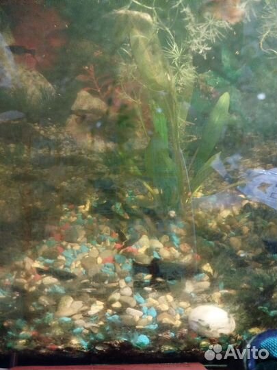 Молинезии черные