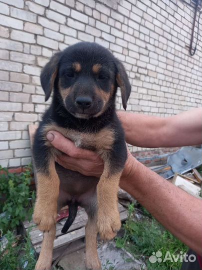 Щенята ищут приют