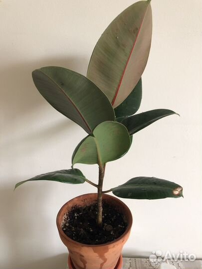 Фикус каучуконосный эластика
